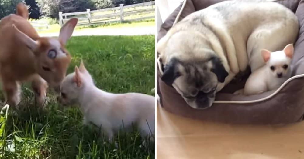 Tiny Farm Dog Takes On Big Responsibilities, Checking On Goats And Chickens