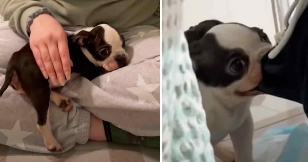 Tiny French Bulldog Charms Everyone With Her Unique Voice