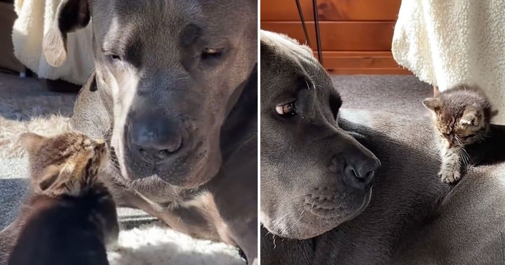 Tiny Kitten And Giant Dog Form An Unbreakable Bond