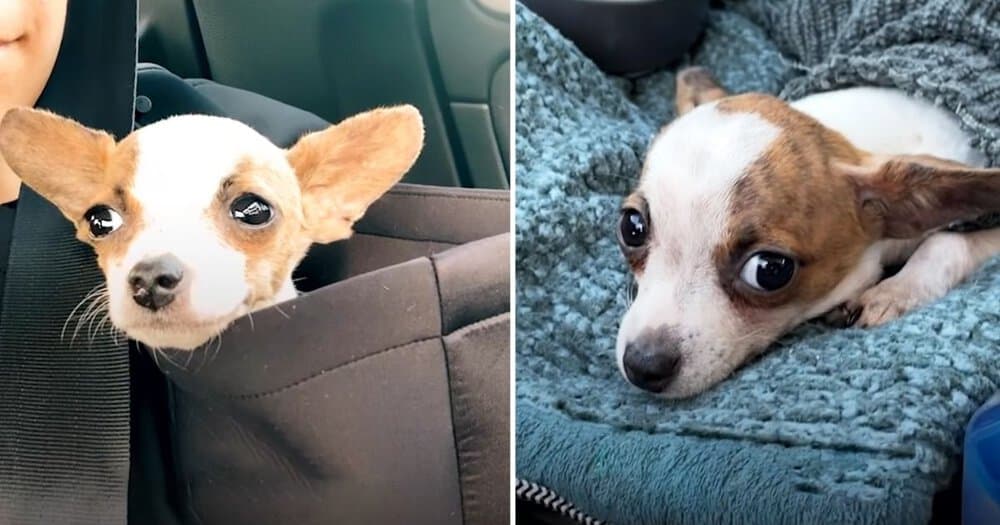 Tiny Rescue Dog Gains Confidence With Mama’s Love And Care