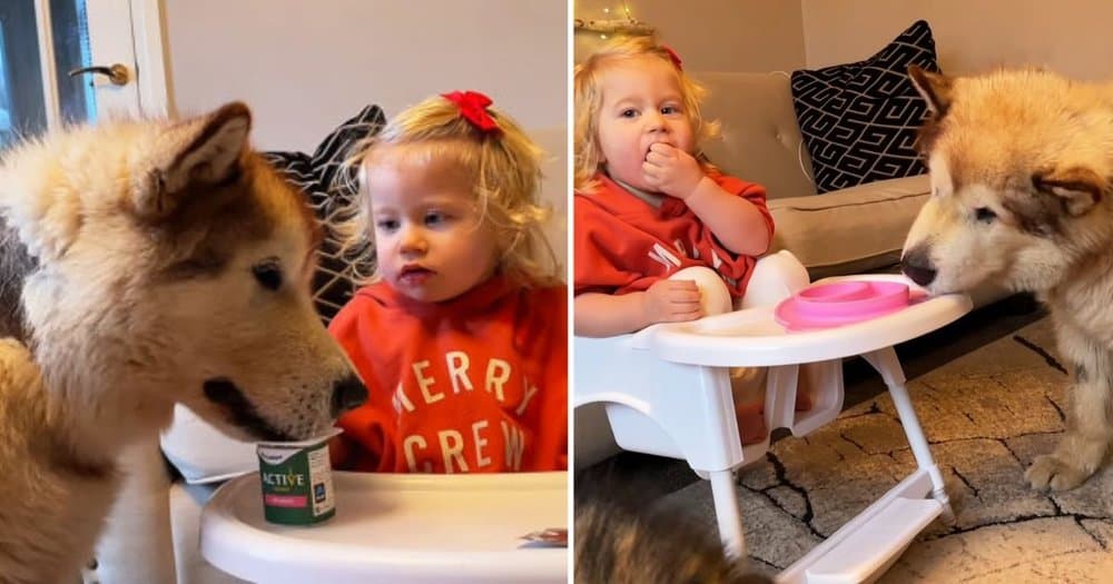 Toddler Shares Yogurt With Her Dog Siblings