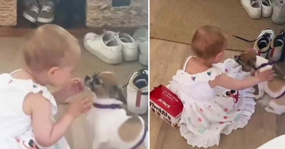 Toddler’s Heartwarming Comfort Eases Dog’s Separation Anxiety