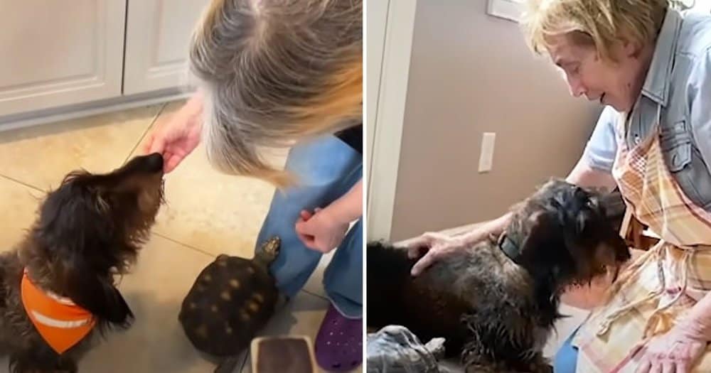 Tortoise And Dog Bond Over Grandma’s Delicious Treats
