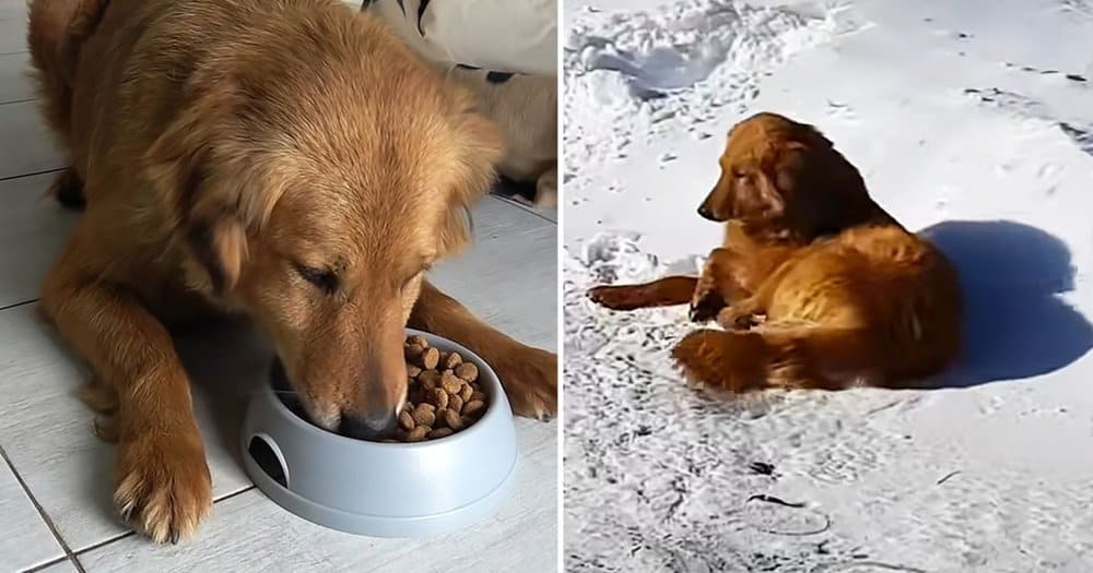Tourist Drives 310 Miles To Rescue Abandoned Dog Left In The Snow