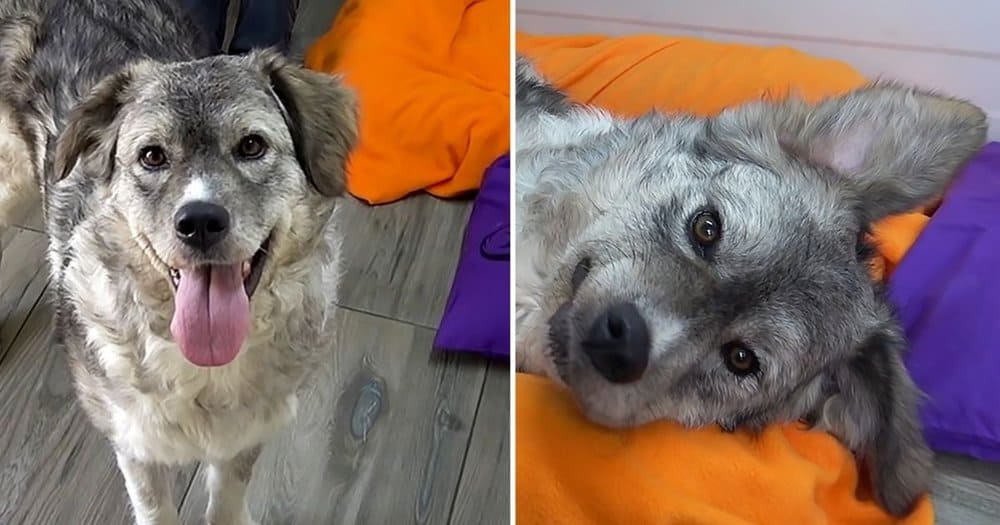 Transformed From Stray To Happy Home In Just Three Months