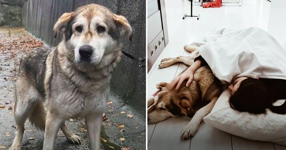 Woman Adopts Overlooked Senior Dog Transforming Both Their Lives