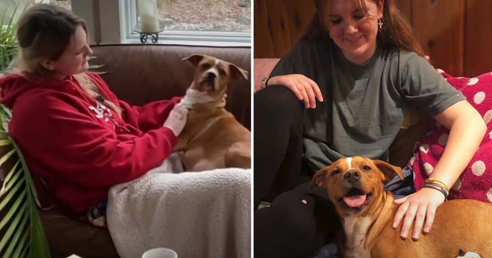 Woman Fosters Pregnant Dog Who Delivers Nine Adorable Puppies
