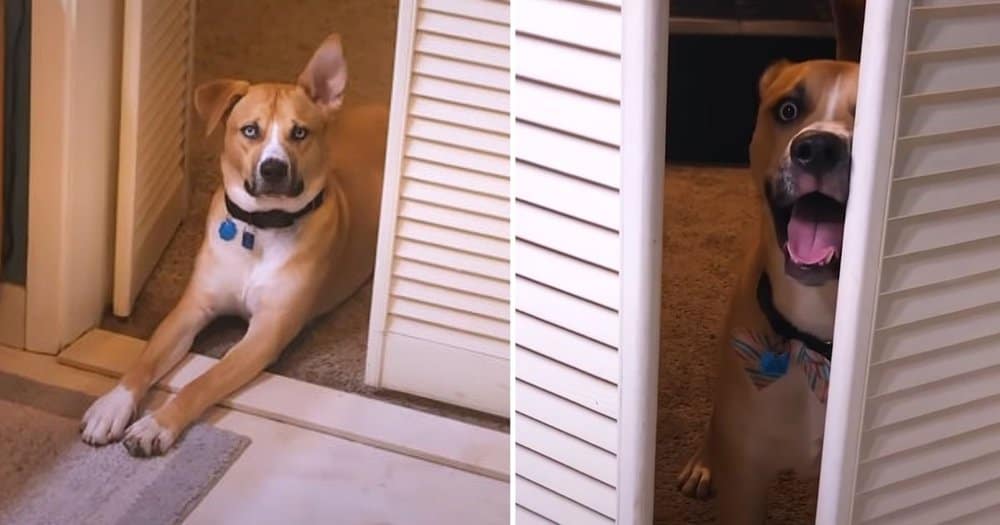 Woman Pens Amusingly Candid Adoption Post For Quirky Foster Dog