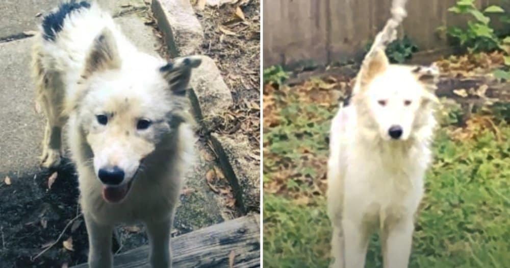 Woman Rescues Abandoned Dog During Hurricane Irma
