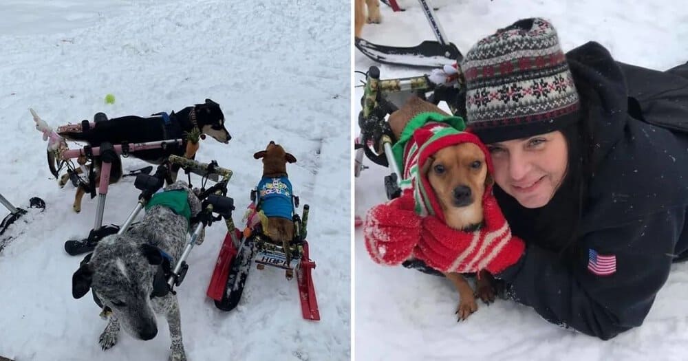 Woman Rescues Six Dogs Left In The Snow Offering Them A New Chance At Life