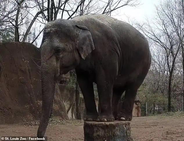 Heartfelt Farewell to Rani: A Beloved Elephant at St. Louis Zoo