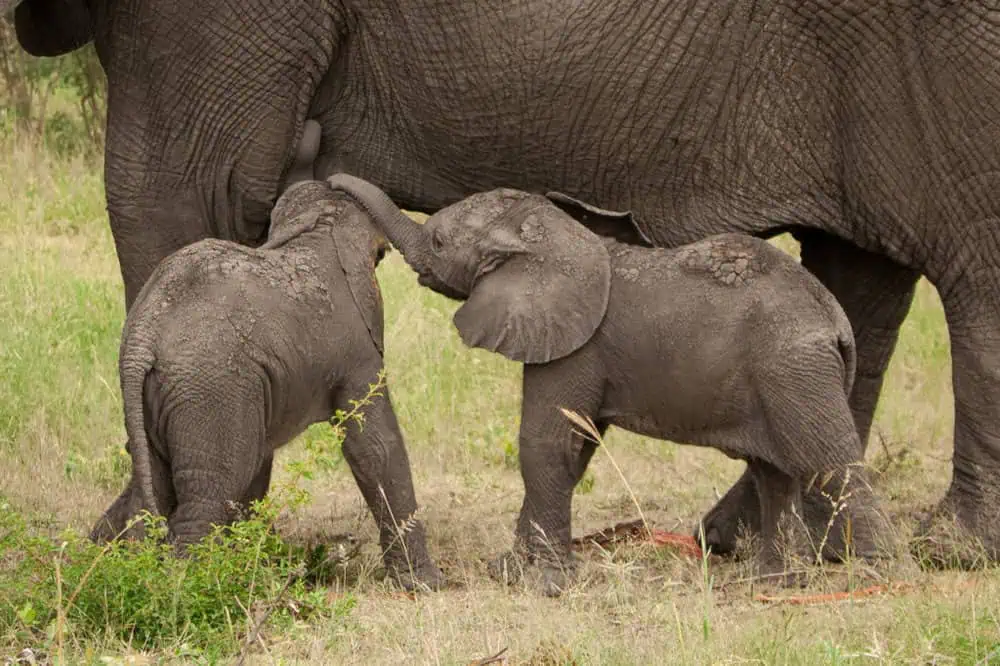 Adorable Twin Elephants Thrive At Pinnawala Orphanage 