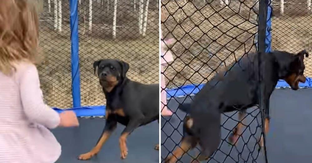 3 Year Old Girl And Her Dog Share Special Moment On A Trampoline