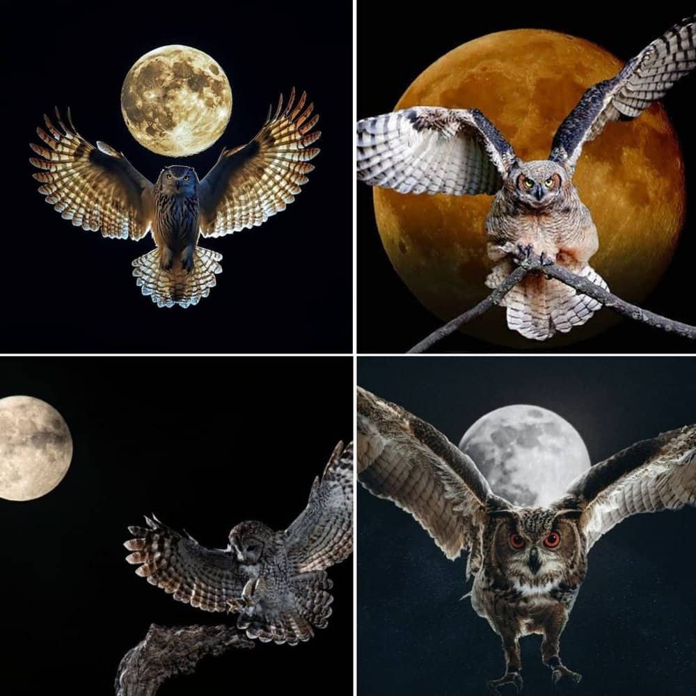A Tranquil Night An Owl Glides Beneath The Full Moon