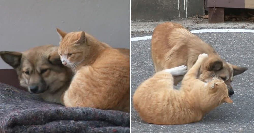 Abandoned Dog Finds Comfort In Stray Cat's Friendship