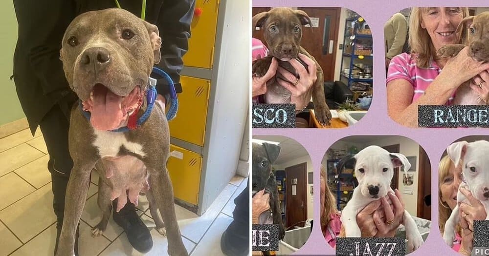 Abandoned Pregnant Dog Gives Birth To Ten Puppies While Tied To A Tree Volunteers Race To Rescue Missing Newborns