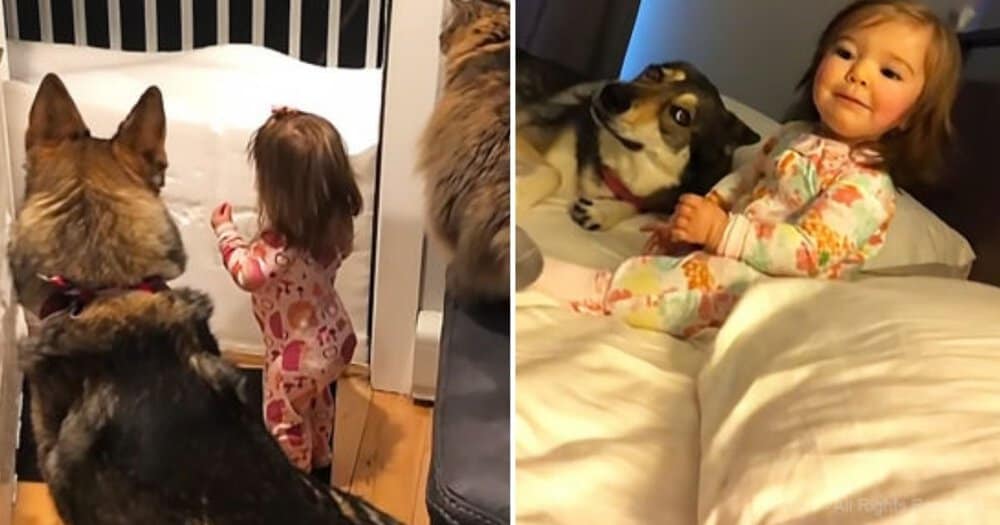 Adorable Pets Help Little Girl Settle Down For Bed