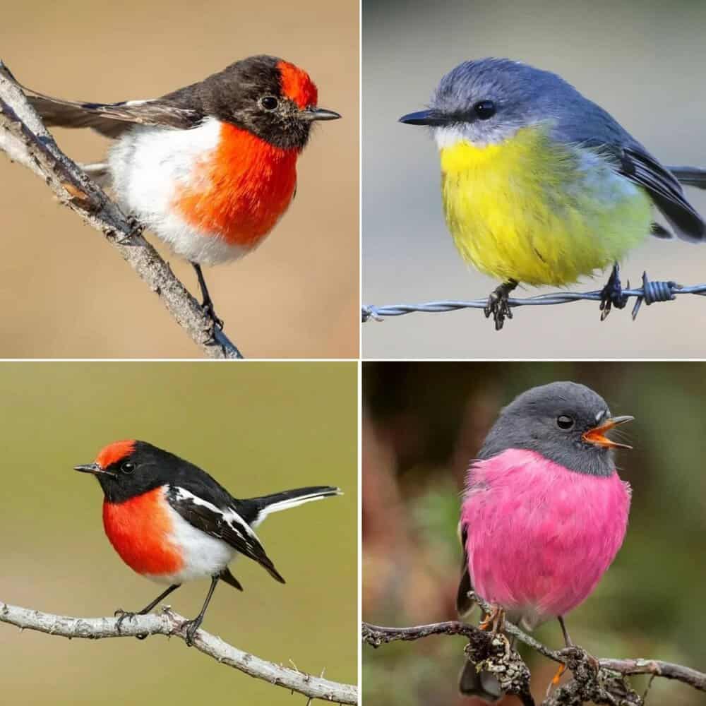 Australian Robins The Colorful Songbirds Of Australia