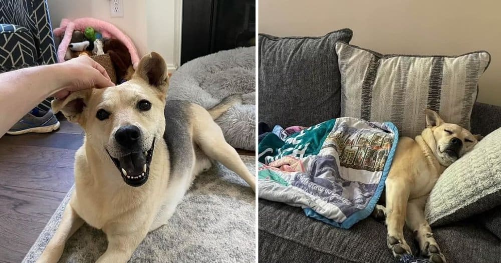 Brody The Dog Needs A New Home After Family Separation