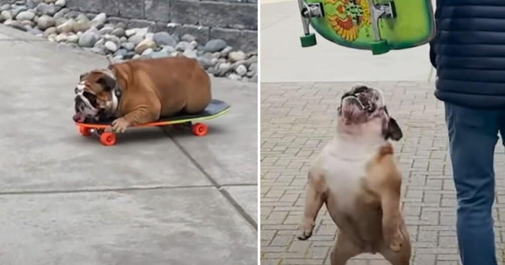 Bulldog Chowder Gets Mad When His Skateboard Is Taken Away