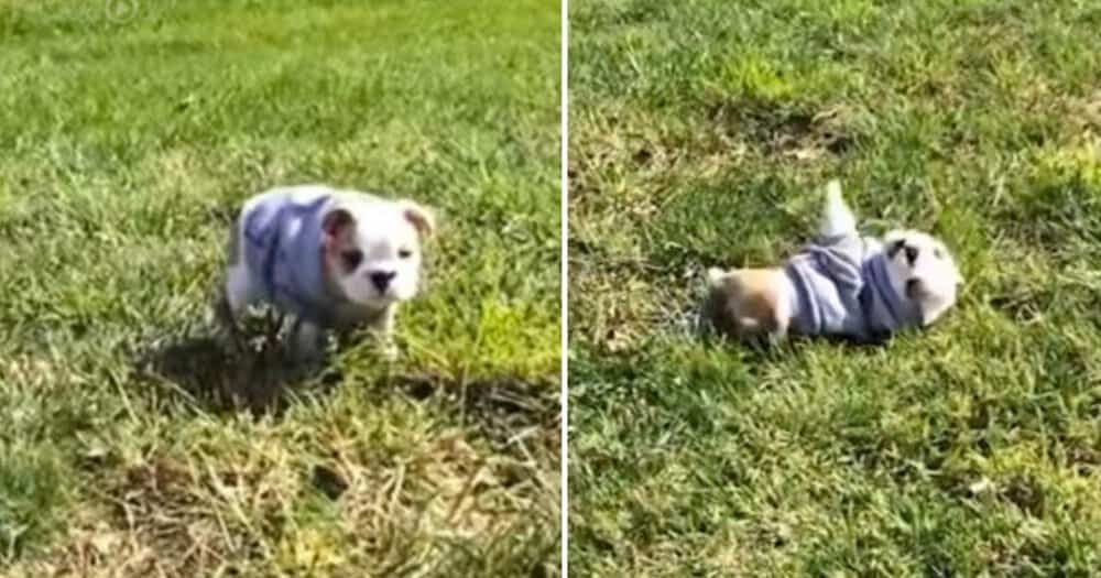 Bulldog Puppy Shows Off Her Somersault Skills In A Hoodie