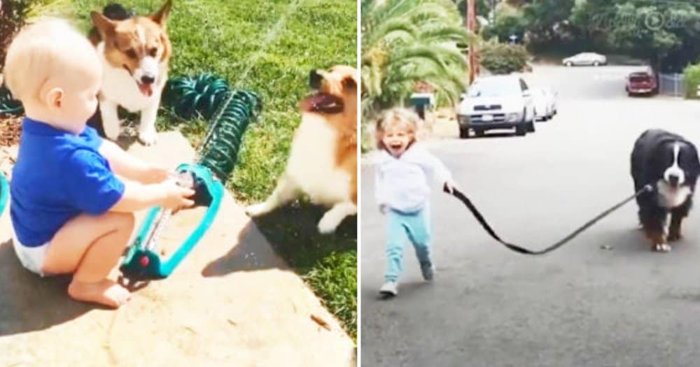 Caring Canines Dogs Nurturing Their Human Siblings