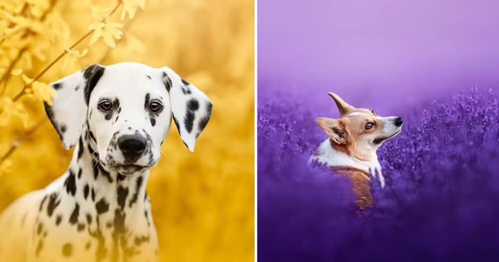 Charming Portraits Capture Dogs In Slovakia’s Fields