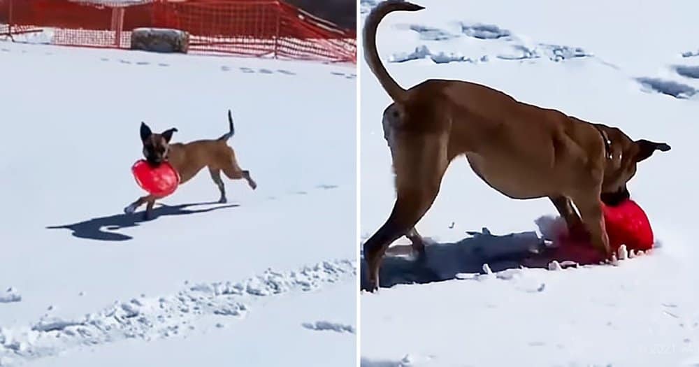 Clever Dog Creates A New Snow Game Using A Frisbee