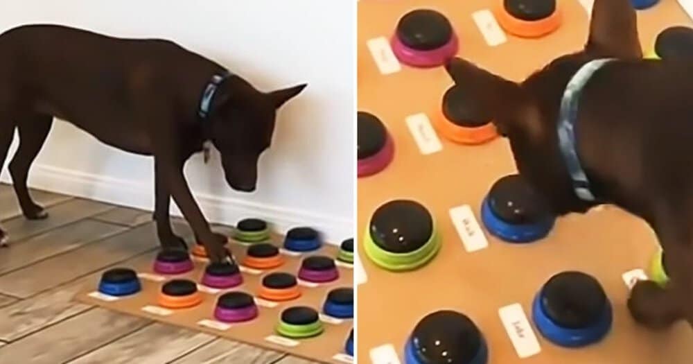 Clever Dog Learns To Talk With Custom Soundboard Created By Her Owner