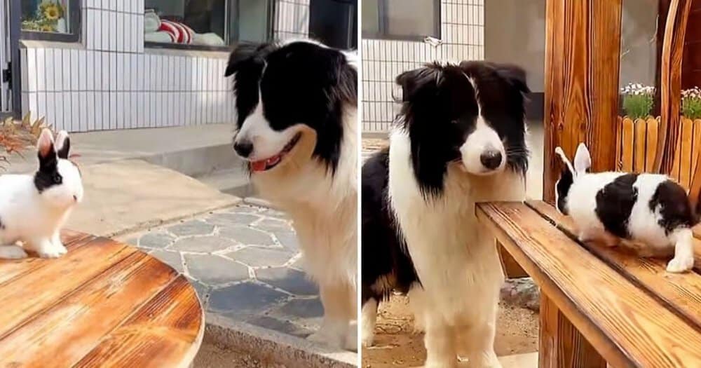 Collie And Bunny With Matching Coats Form Unlikely Friendship