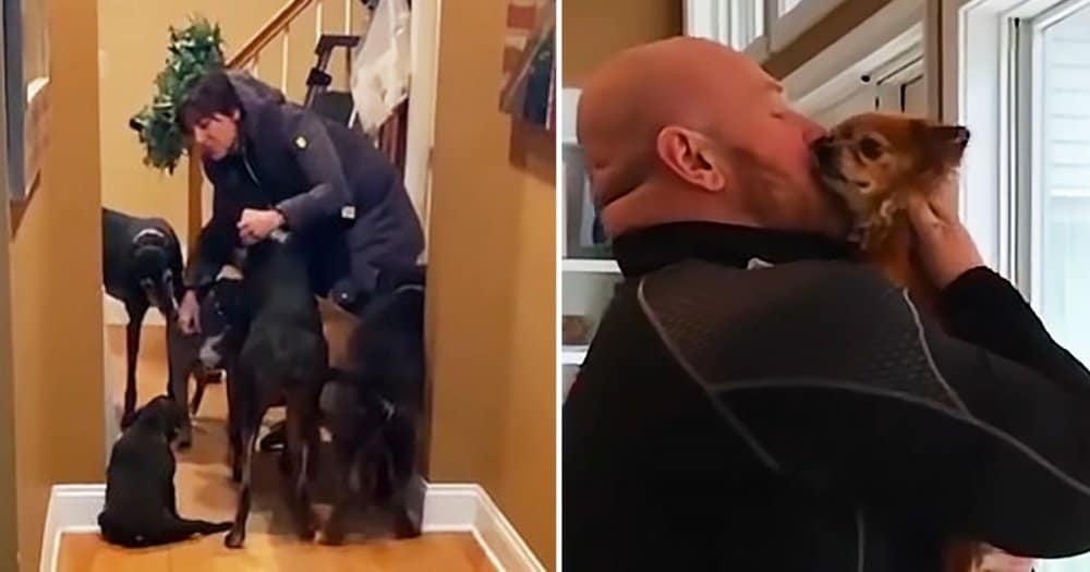 Couple Rescues Over 500 Senior Dogs