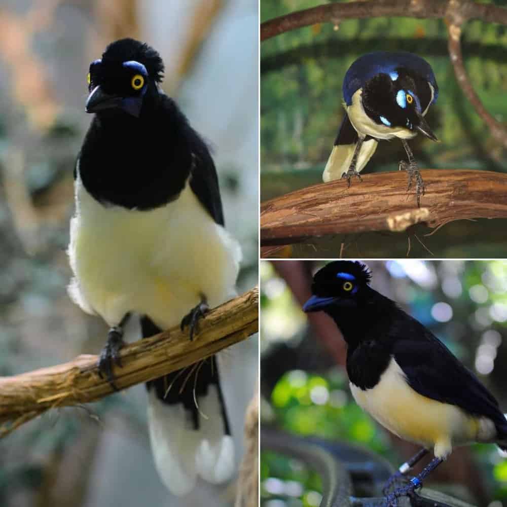 Discover The Elegance And Charm Of The Plush Crested Jay With Its Striking Blue Feathers And Plush Crest