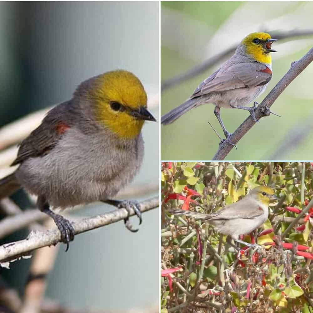 Discover The Energetic Verdin Bird In The Southwest