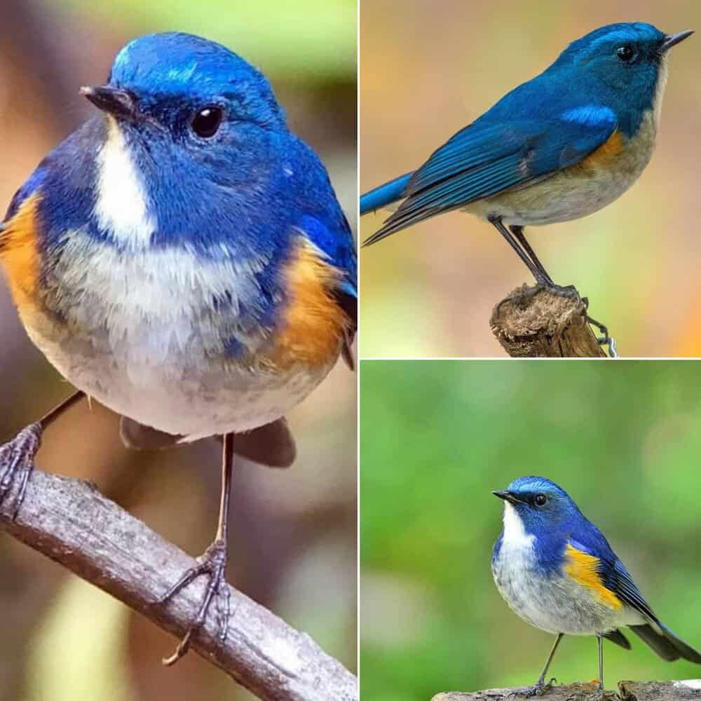 Discover The Himalayan Bluetail A Sapphire Feathered Beauty Of The Mountains