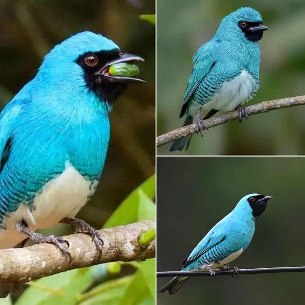 Discover The Onyx Swallow Tanager A Brilliant Bird In Sapphire Plumage