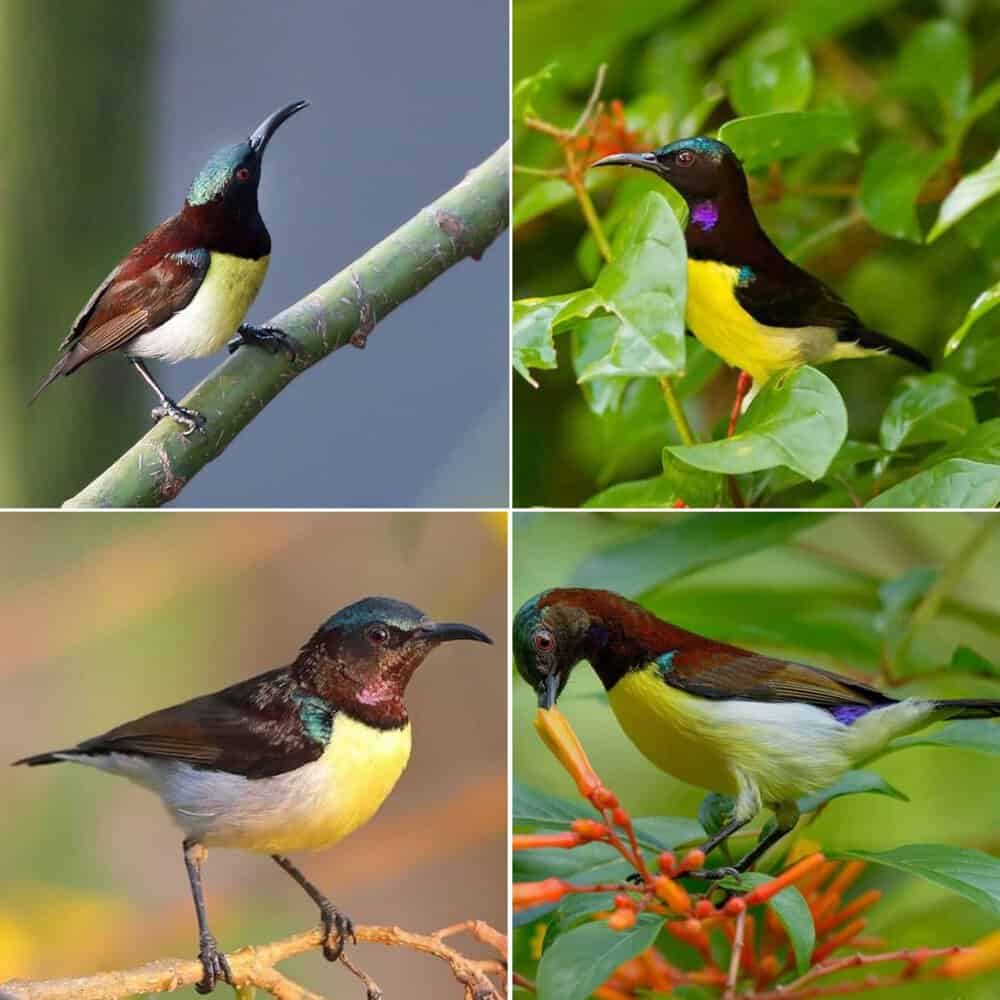 Discover The Stunning Colors Of A Bird With Green Yellow And Blue Shades And A Striking Purple Tail