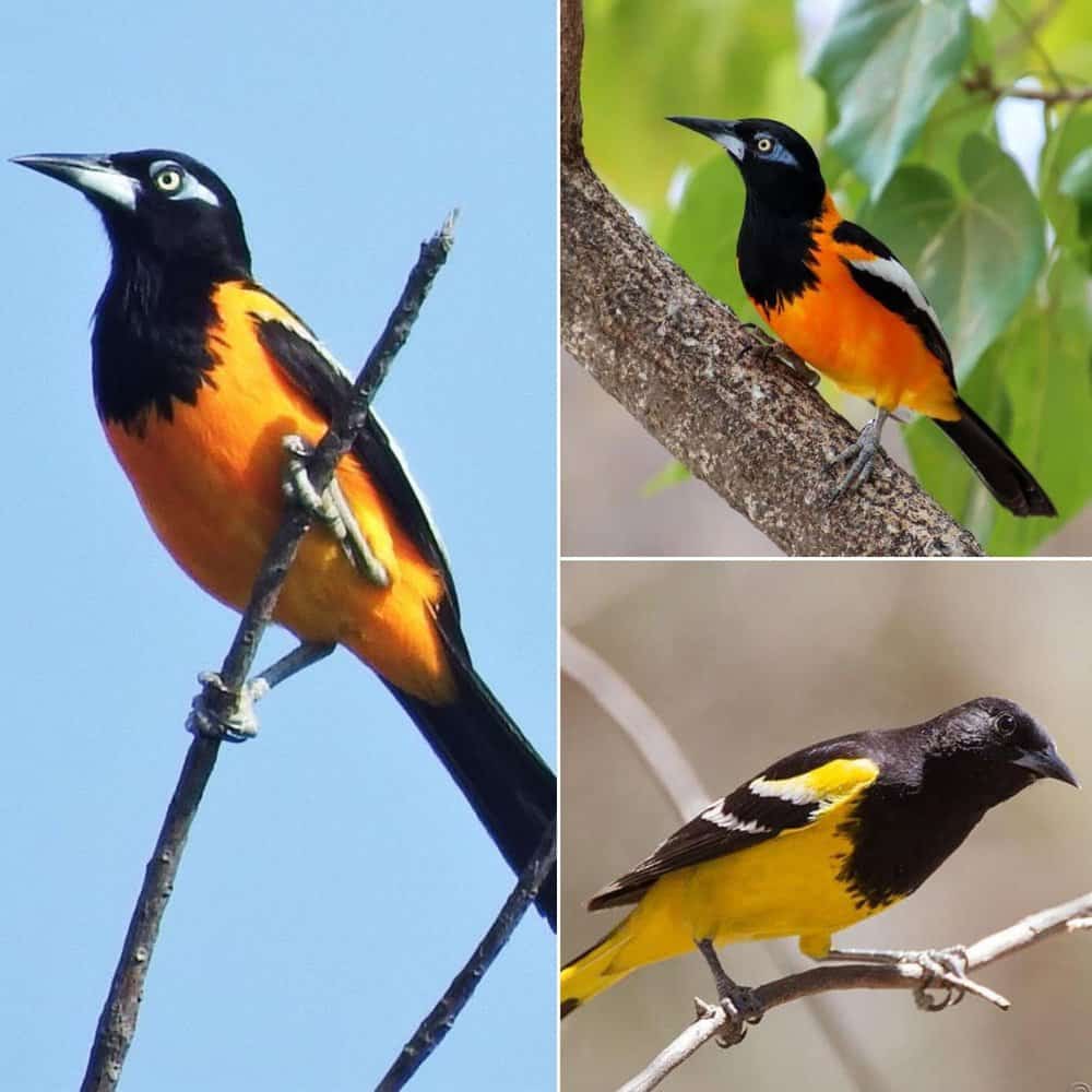 Discover The Vibrant Venezuelan Troupial Natures Living Canvas