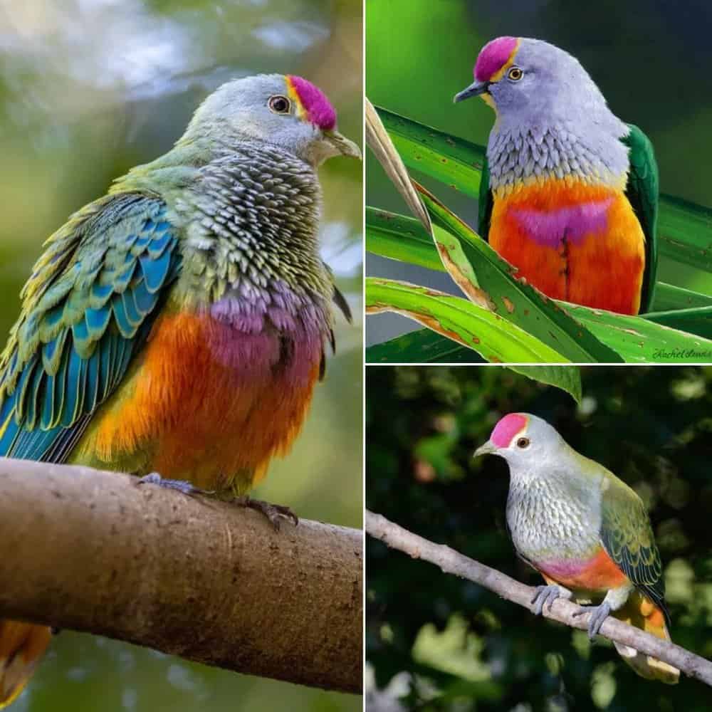 Discovering The Colorful World Of Fruit Eating Pigeons