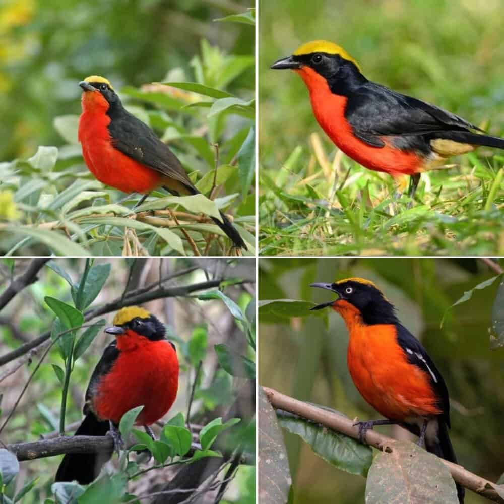 Discovering The Yellow Crowned Gonolek A Vibrant Songbird Of The African Wild