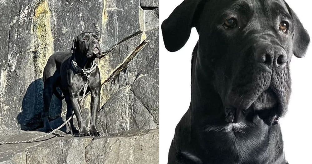 Dog Rescued After Week On Cliff Ledge In Scottish Highlands