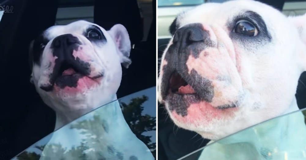 Dog's Musical Talent Captivates The Internet