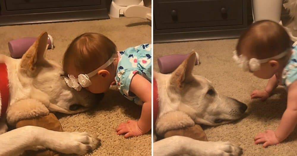 Dog's Sweet Reaction To Baby Kisses Melts Hearts