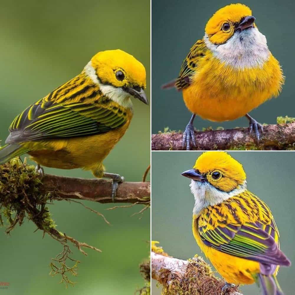 Exploring The Stunning World Of The Silver Throated Tanager