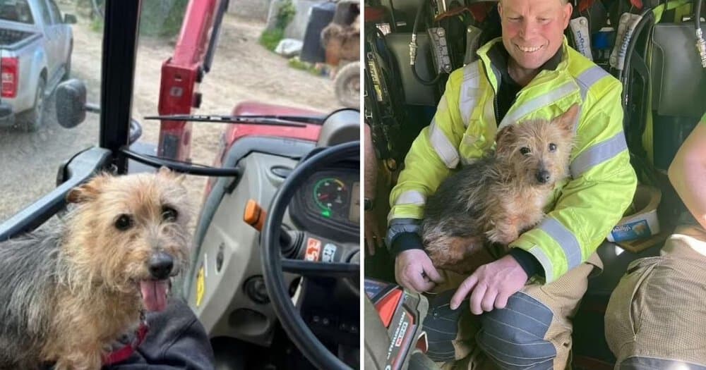Firefighter Adopts Loyal Terrier Who Refused To Leave Her Deceased Owner’s Side