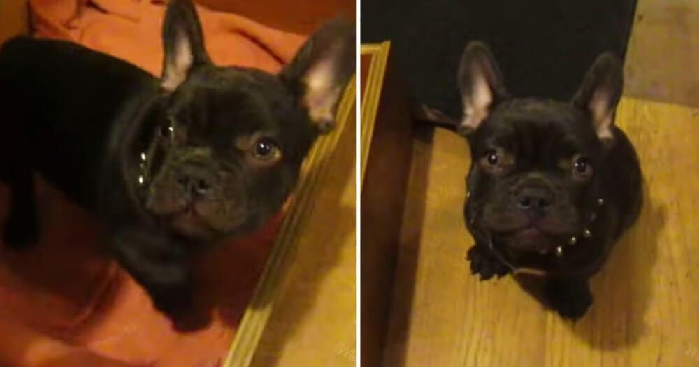 French Bulldog's Bedtime Resistance A Hilarious Daily Showdown