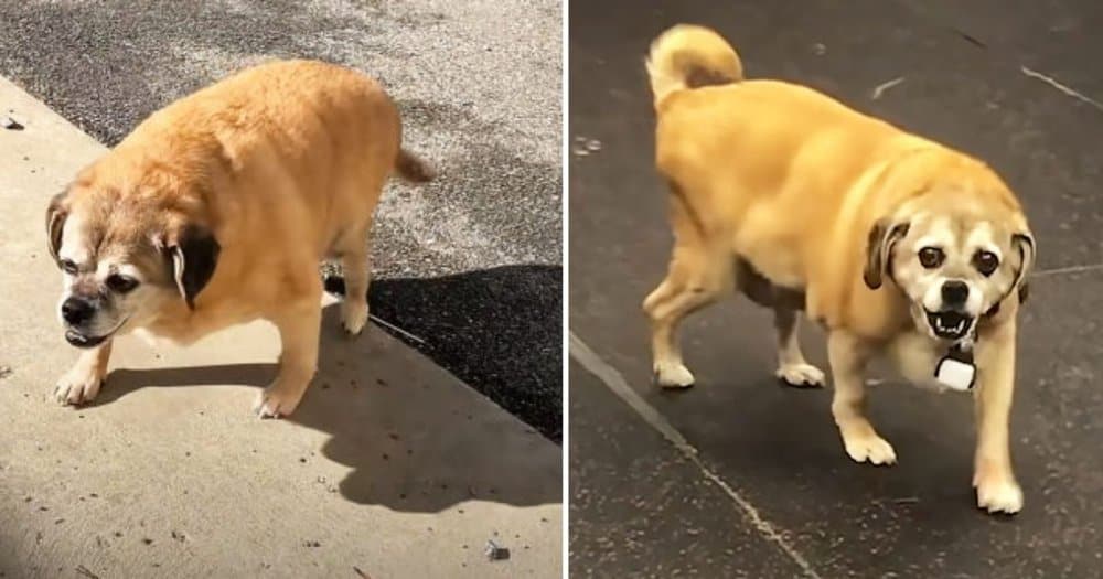 From Overweight To Overjoyed How One Dog Transformed Her Life