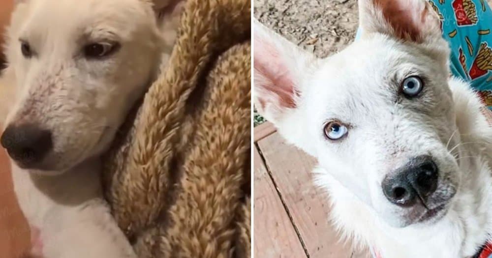 From Shivering To Thriving Stray Dog Yukon Finds Hope And Healing In Foster Care