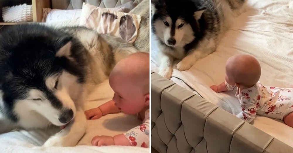 Giant Dog Teaches Baby To Crawl