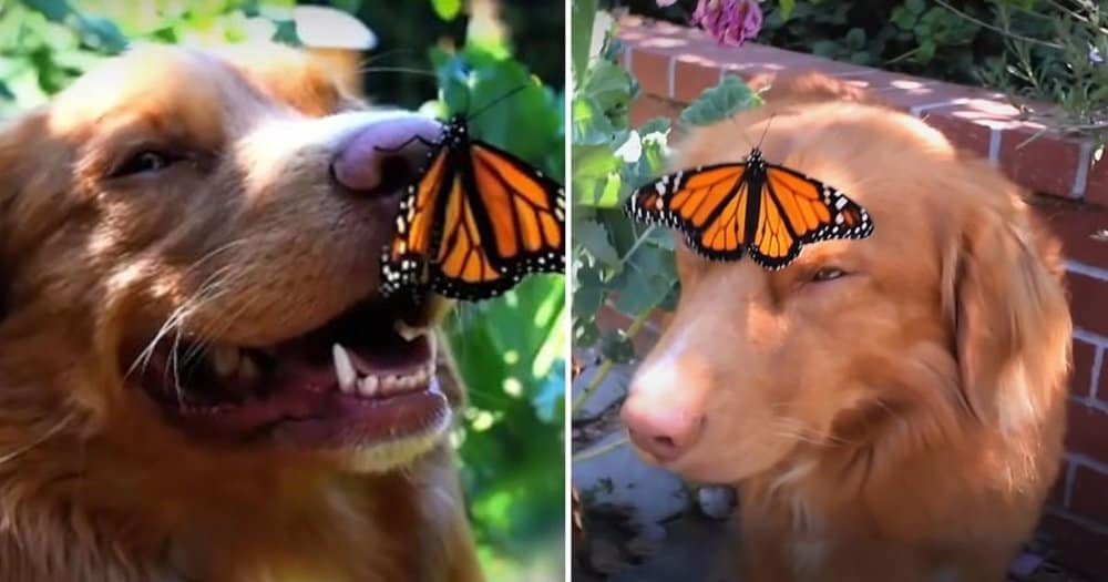Golden Retriever Forms Sweet Bond With Garden Butterflies