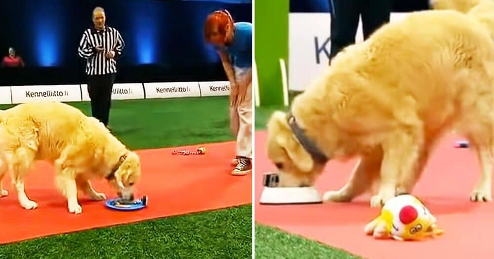 Golden Retriever Steals The Show With Hilarious Behavior At Dog Competition